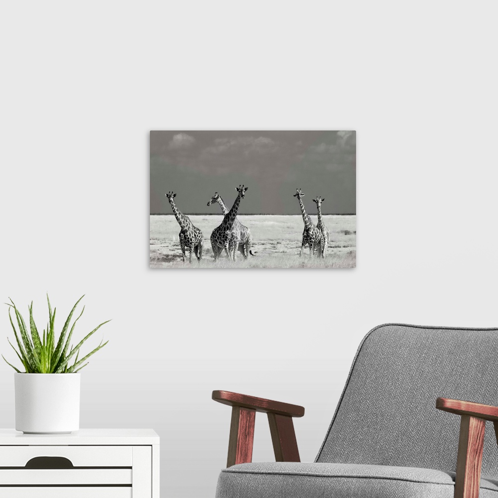 A modern room featuring A black and white photograph of a group of a giraffes standing around in the Savannah.