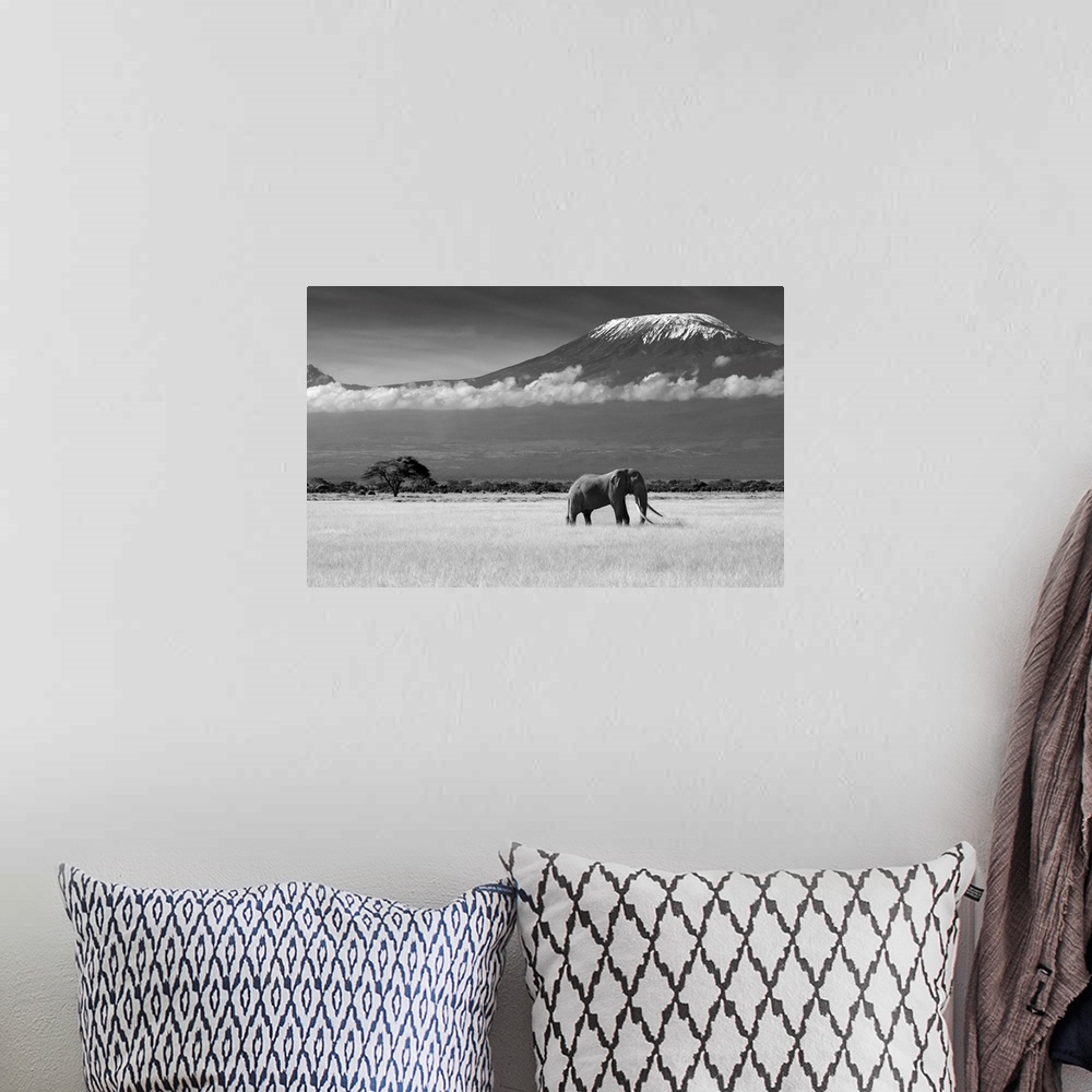 A bohemian room featuring A lone elephant walks along the African Savannah, with mount Kilimanjaro in the distance.