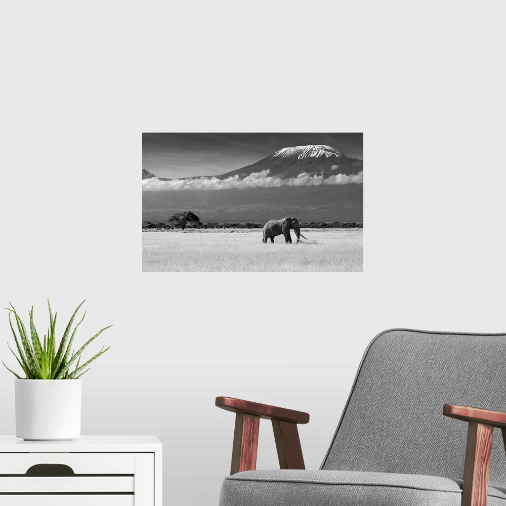 A modern room featuring A lone elephant walks along the African Savannah, with mount Kilimanjaro in the distance.