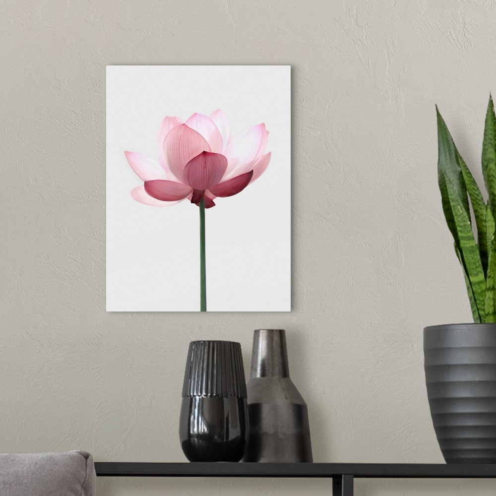 A modern room featuring Lotus Flower