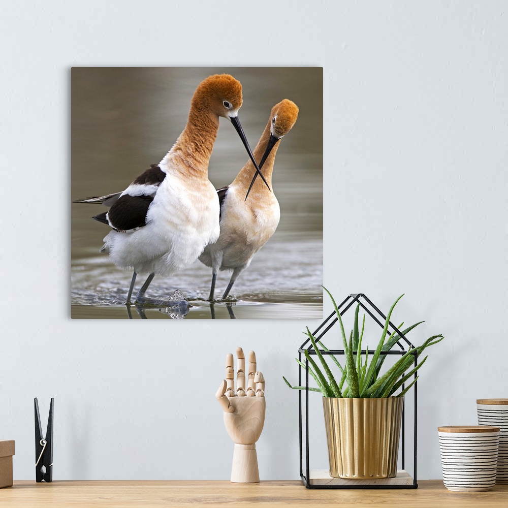 A bohemian room featuring A pair of Red-necked Avocets touching beaks.
