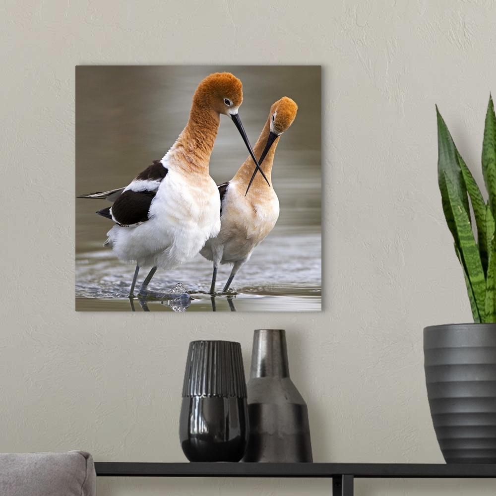 A modern room featuring A pair of Red-necked Avocets touching beaks.