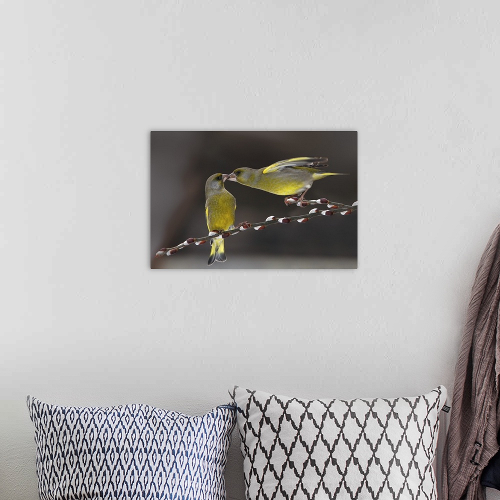 A bohemian room featuring Cute image of two Green Finches in love balancing on a thin branch.