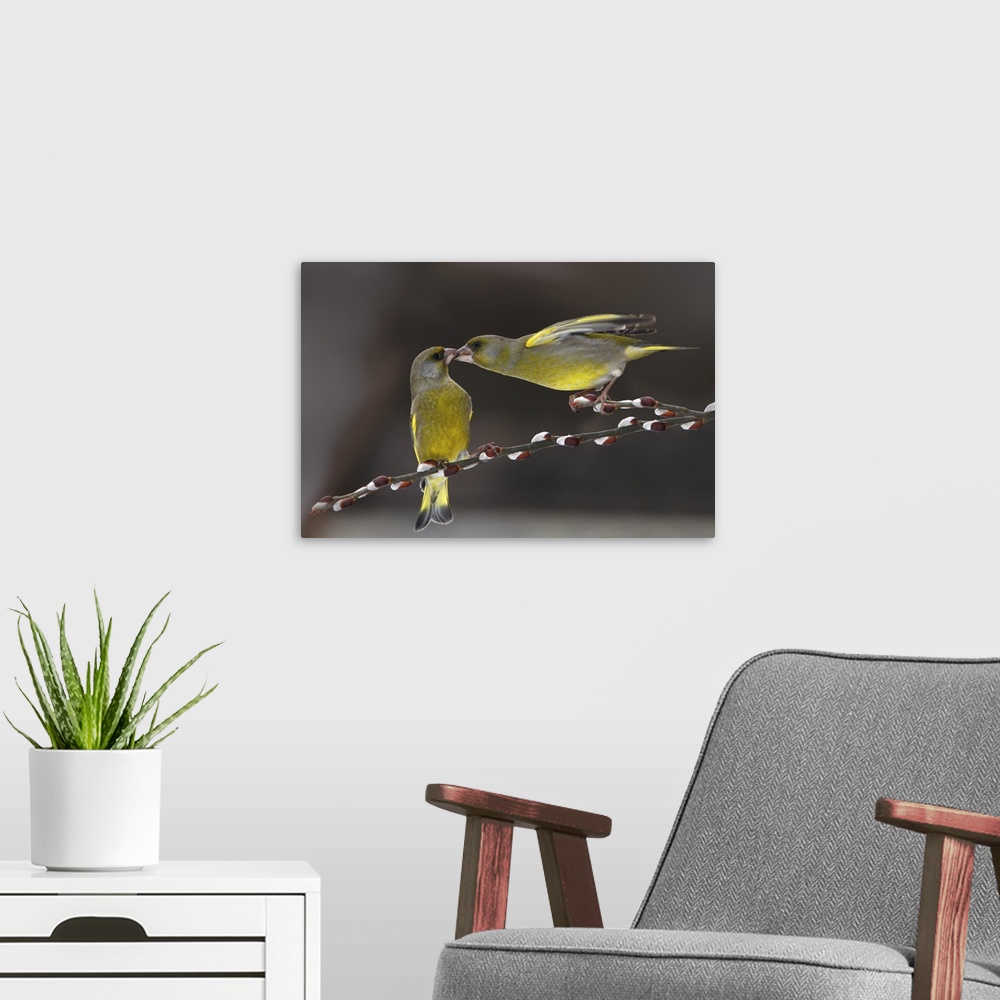 A modern room featuring Cute image of two Green Finches in love balancing on a thin branch.