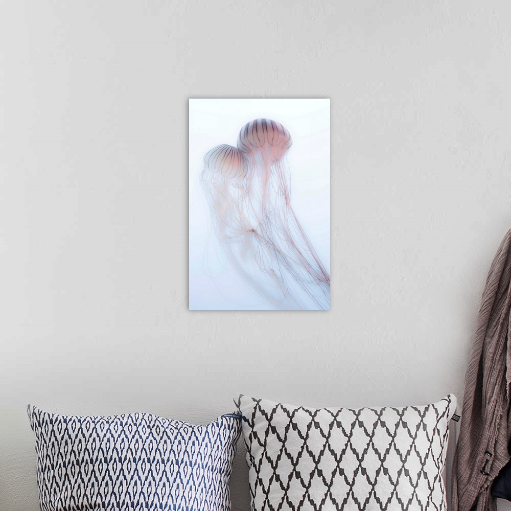 A bohemian room featuring A photograph of two jellyfish against a soft background.