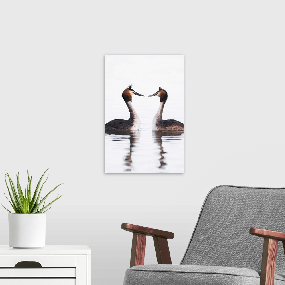 A modern room featuring The great crested grebes display consists of head shaking and feather preening, all the while int...