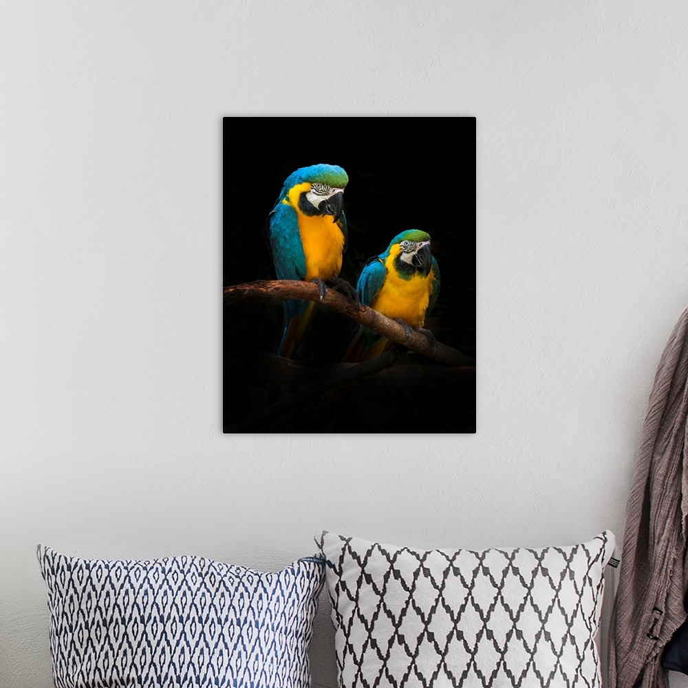 A bohemian room featuring Macaw Parrots