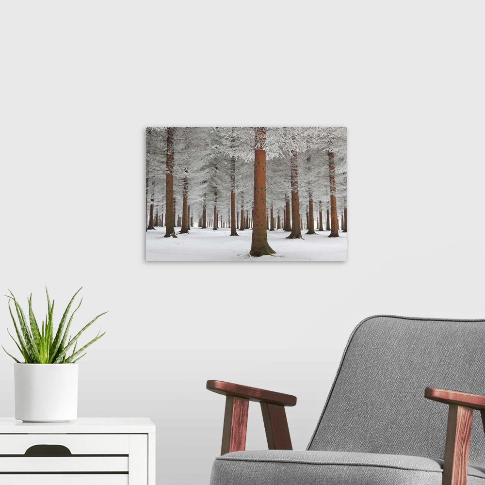 A modern room featuring A forest in the winter with a blanket of snow on the ground, Serbia.