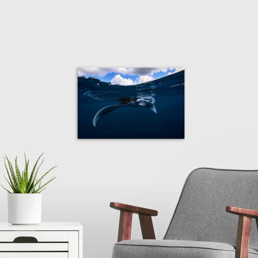 A modern room featuring Manta Ray