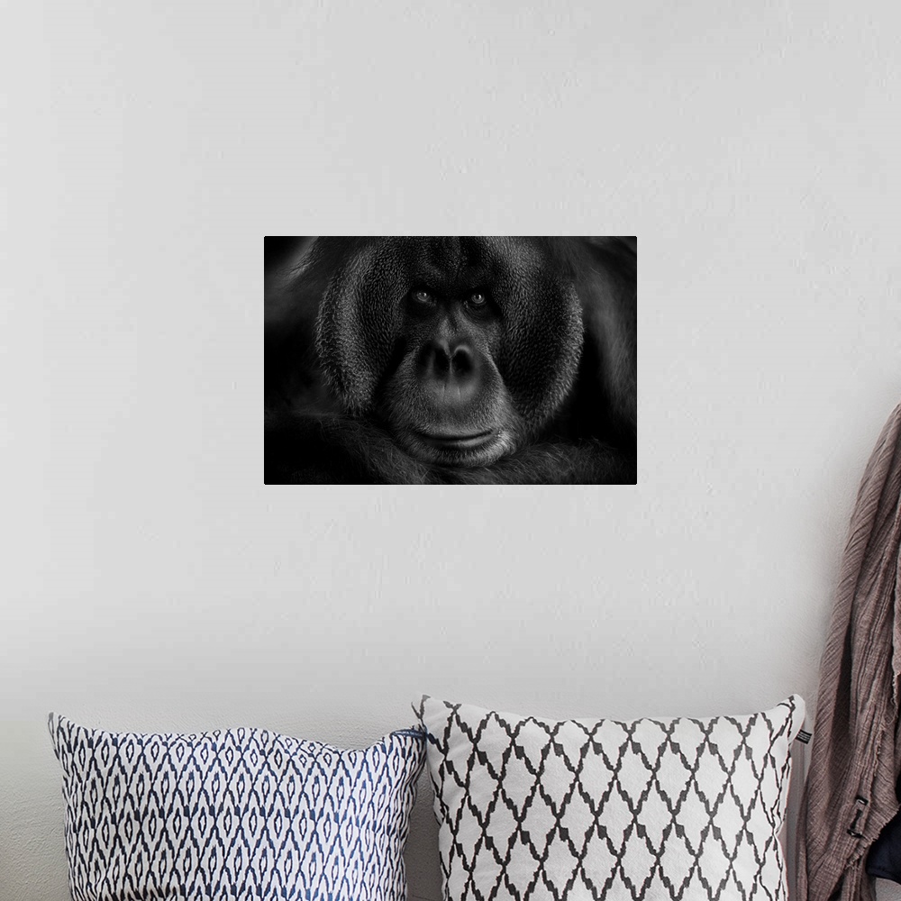 A bohemian room featuring Close-up portrait of an orangutan, filling up the frame.