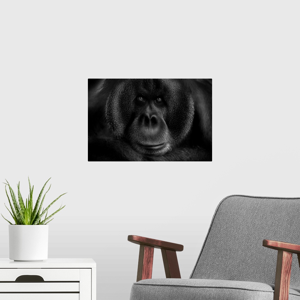 A modern room featuring Close-up portrait of an orangutan, filling up the frame.