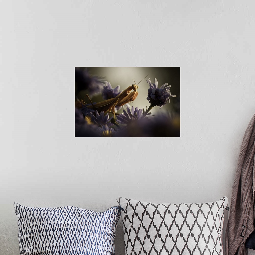 A bohemian room featuring Macro image of a praying mantis with a purple flower.