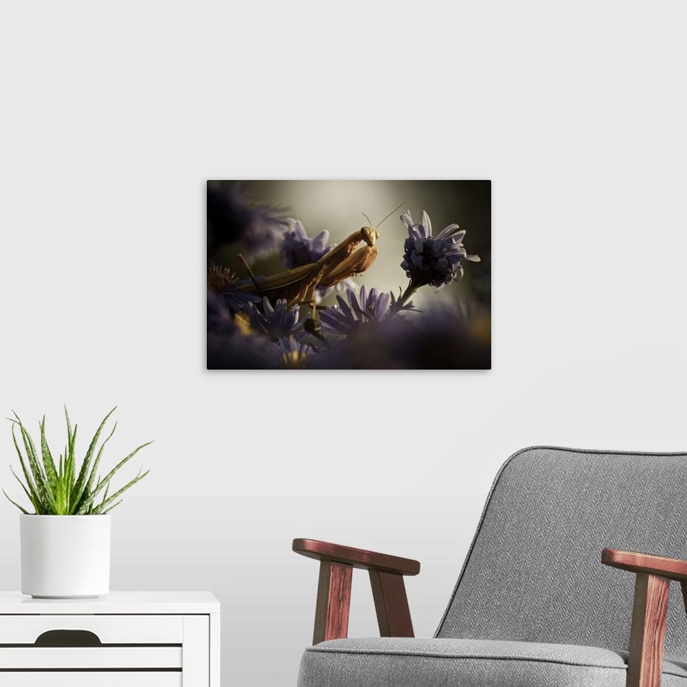 A modern room featuring Macro image of a praying mantis with a purple flower.