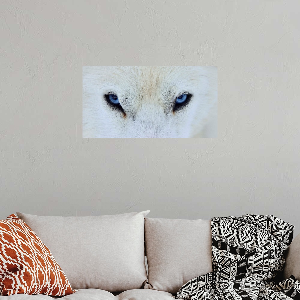 A bohemian room featuring A close-up portrait of a white wolf with piercing blue eyes.