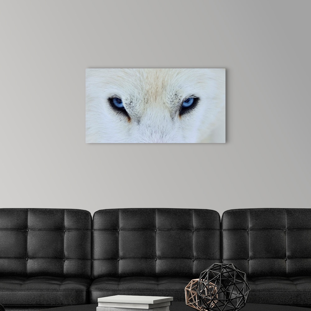 A modern room featuring A close-up portrait of a white wolf with piercing blue eyes.