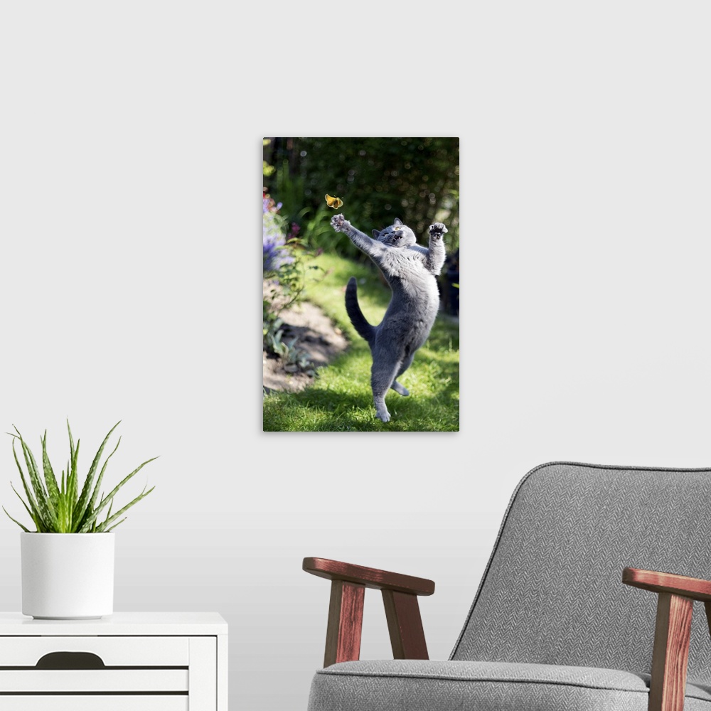 A modern room featuring A cute, athletic grey cat leaping into the air to try and catch a yellow butterfly in a garden.