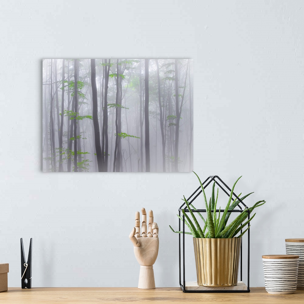A bohemian room featuring A forest of thin trees in the fog with bright green leaves.