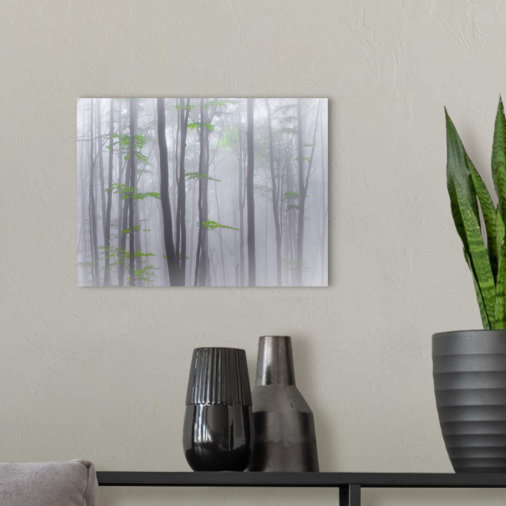 A modern room featuring A forest of thin trees in the fog with bright green leaves.