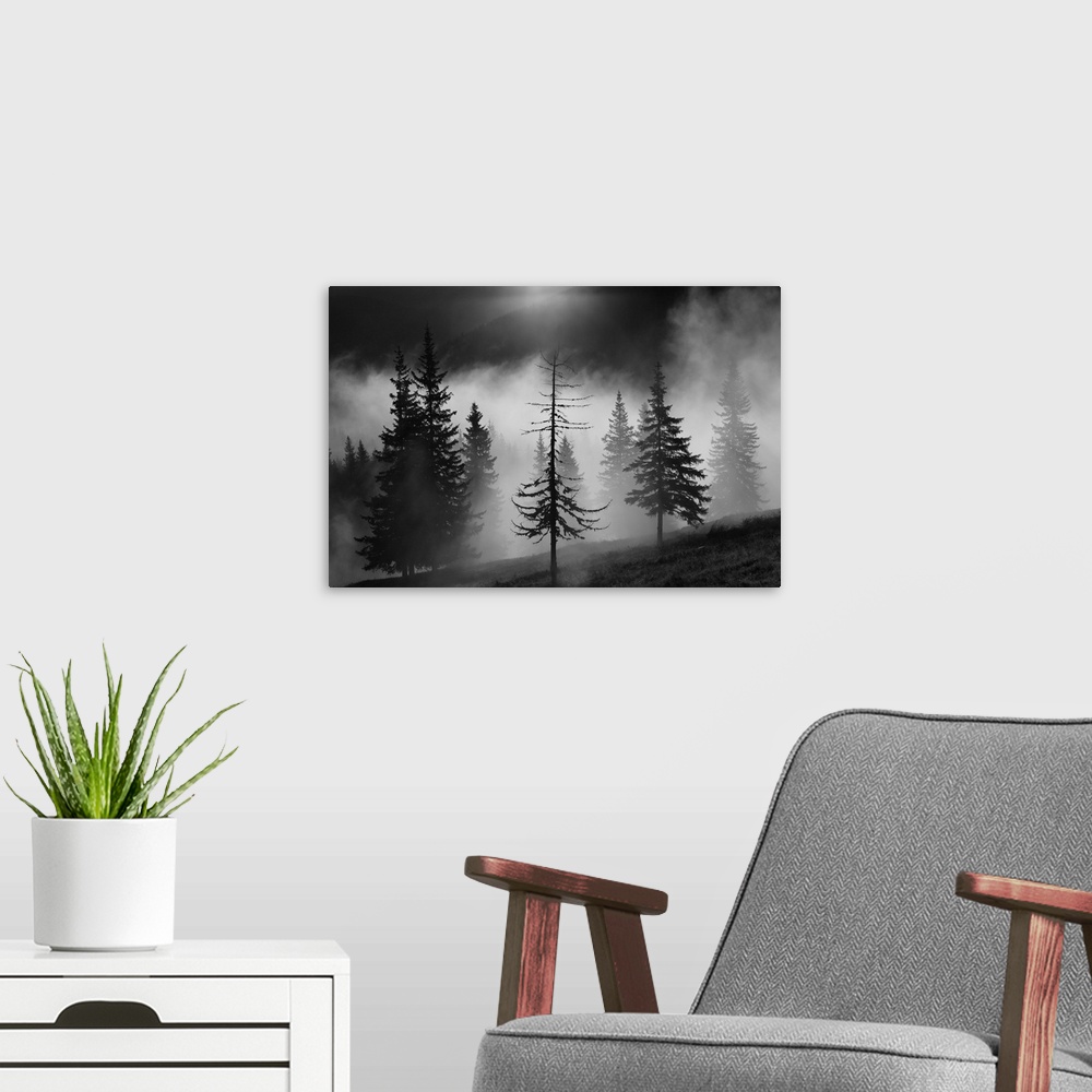 A modern room featuring A foggy forest landscape with a half bare tree in the foreground.