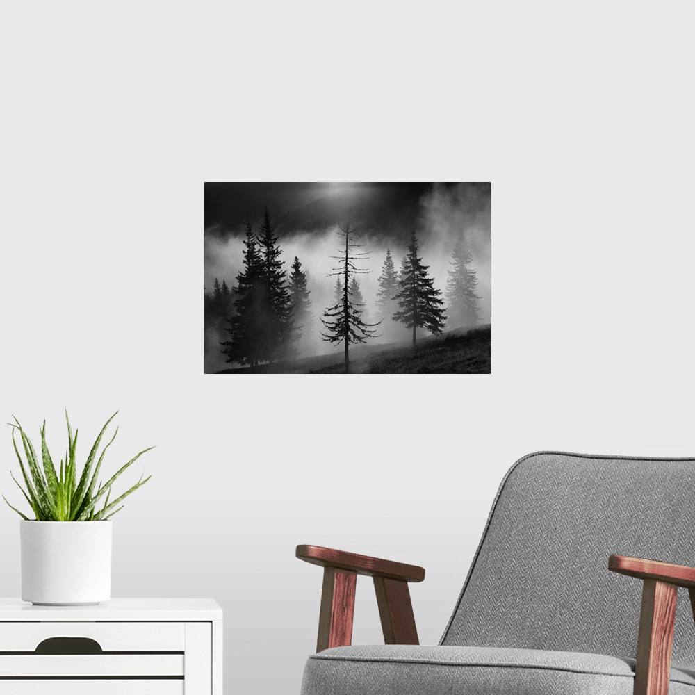 A modern room featuring A foggy forest landscape with a half bare tree in the foreground.