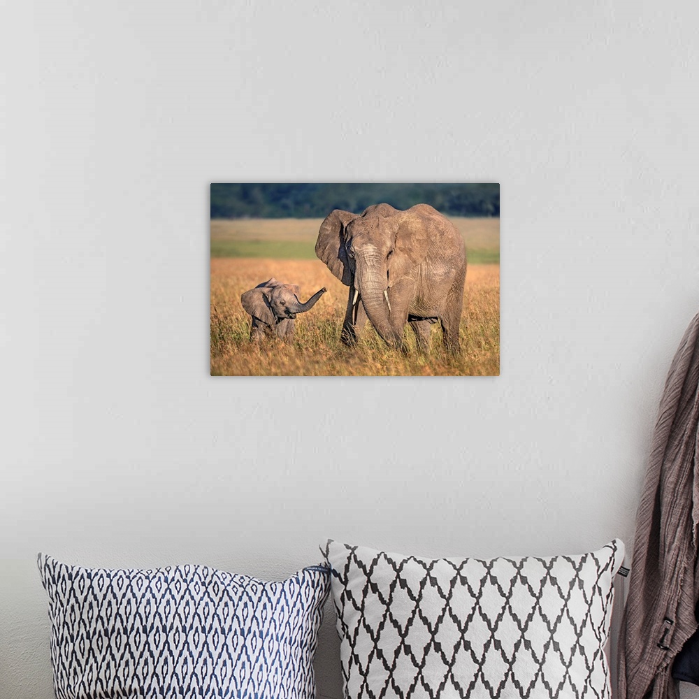 A bohemian room featuring Mom Elephant With Calf