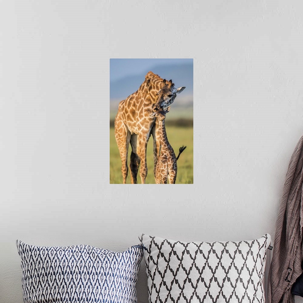 A bohemian room featuring A mother giraffe nuzzles its baby on the African plain.