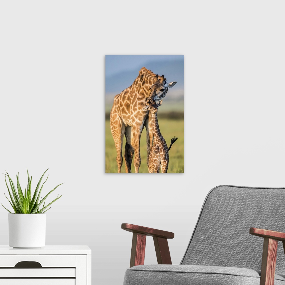 A modern room featuring A mother giraffe nuzzles its baby on the African plain.