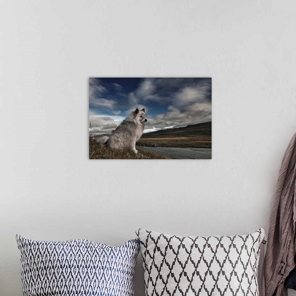 A bohemian room featuring A grey and white dog sitting by the edge of a river in a rural landscape with clouds in the sky.