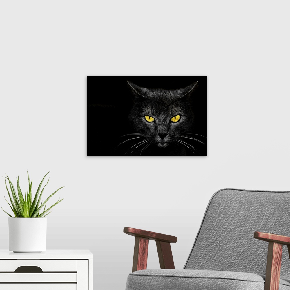 A modern room featuring Intense stare of a black cat with bright yellow eyes.