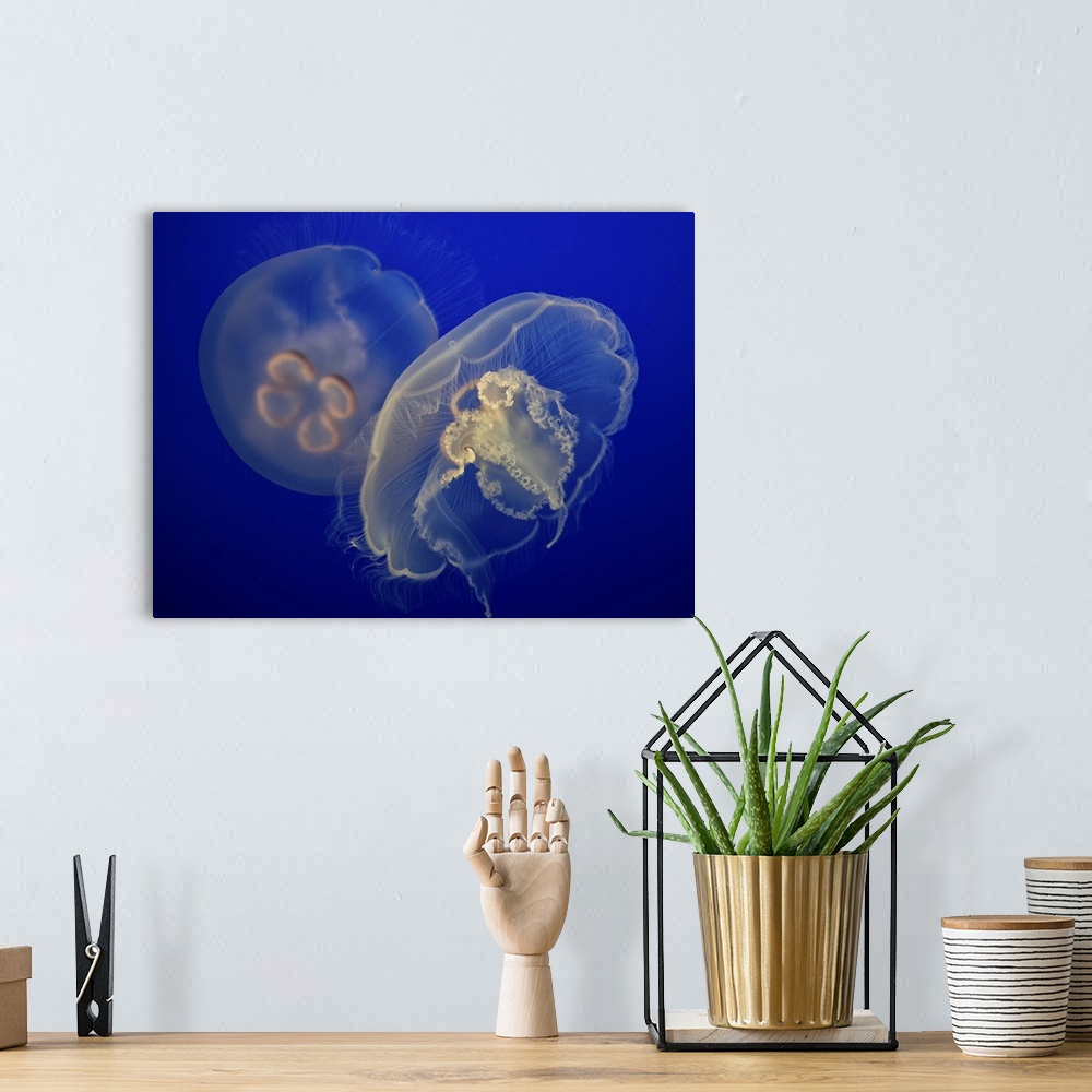 A bohemian room featuring Two jellyfish hovering gently in a deep blue sea.