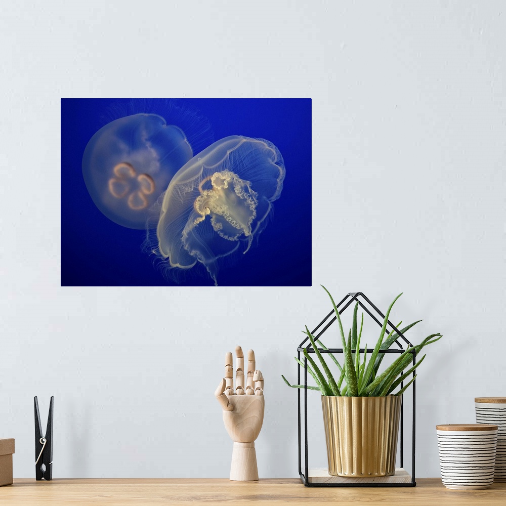 A bohemian room featuring Two jellyfish hovering gently in a deep blue sea.