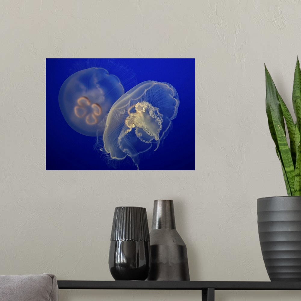 A modern room featuring Two jellyfish hovering gently in a deep blue sea.