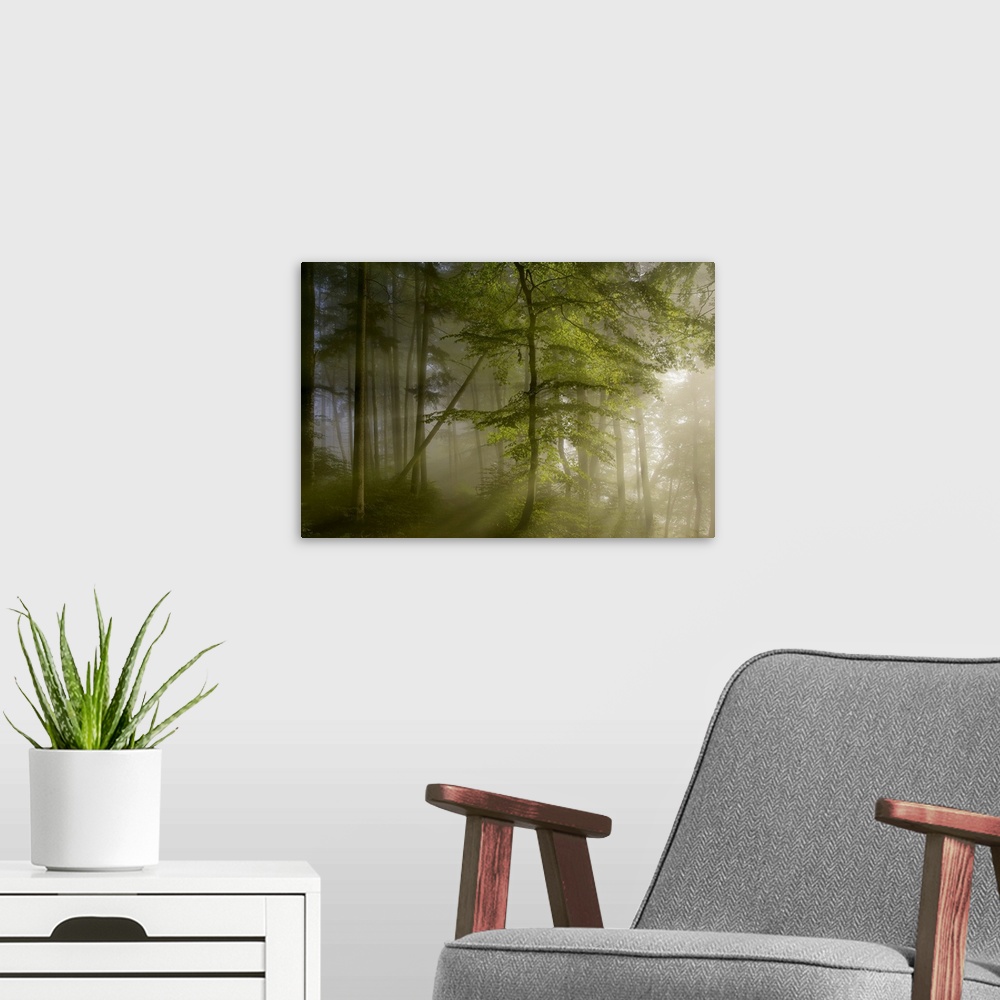 A modern room featuring Sunlight shining through the misty forest in the morning.