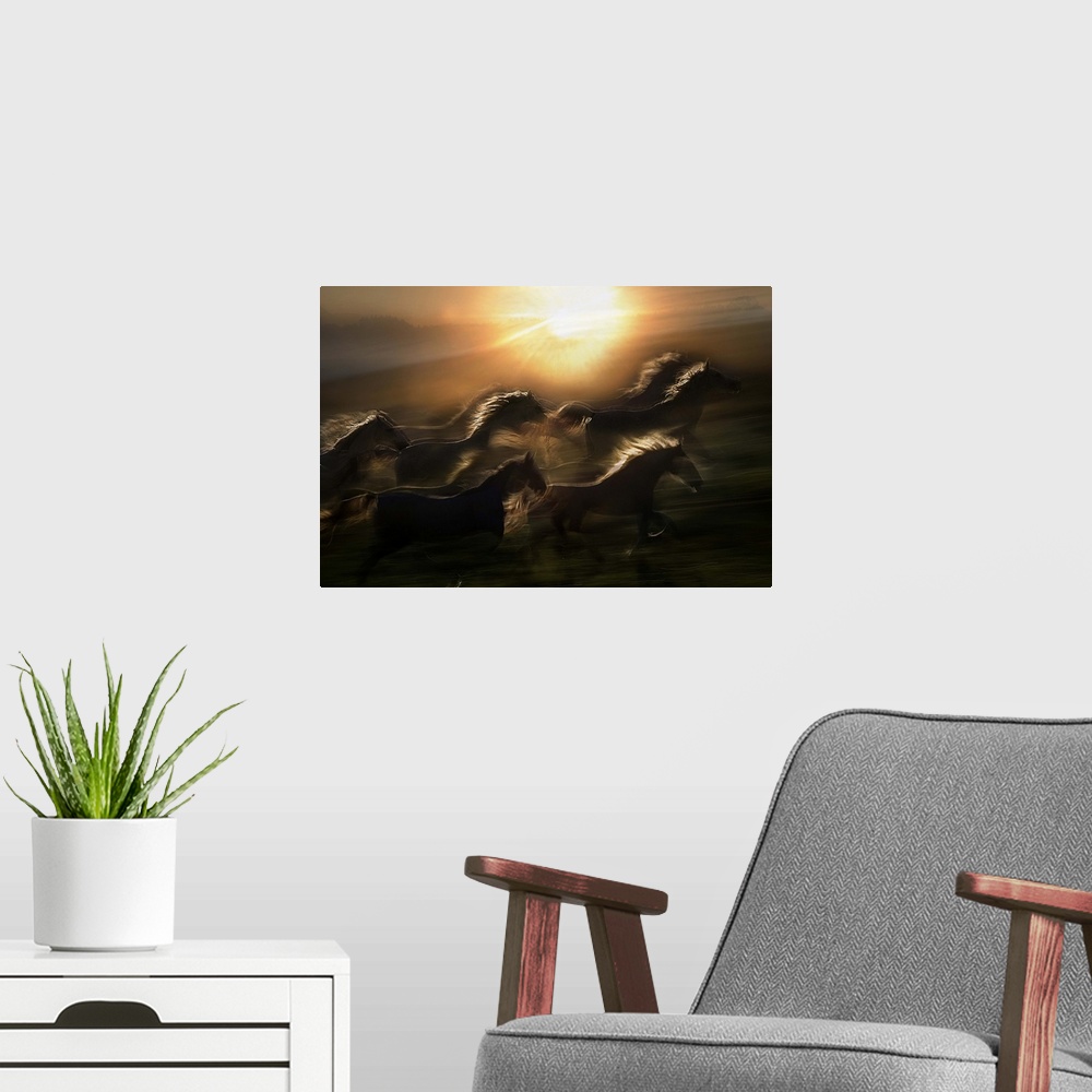 A modern room featuring A herd of horses galloping in the rising of the sun.