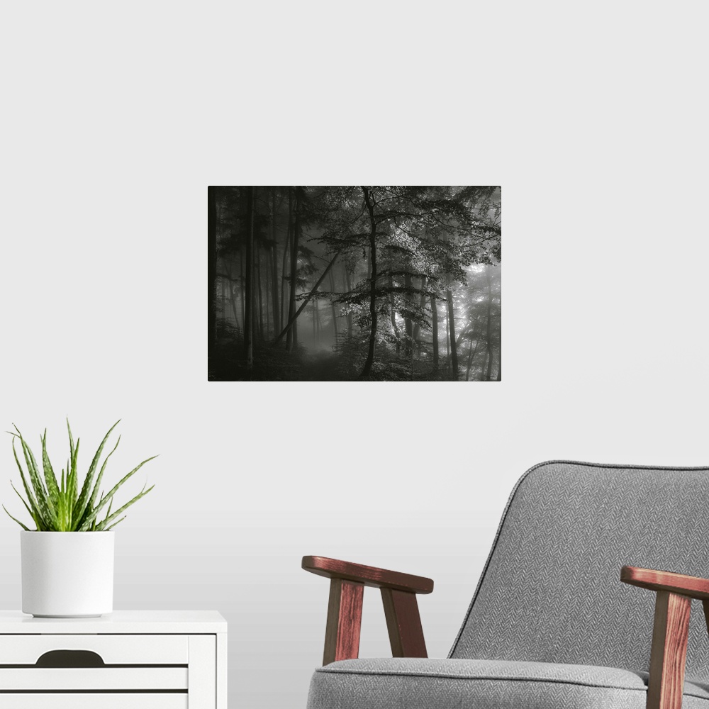 A modern room featuring Black and white image of a dark forest with light shining through the mist.