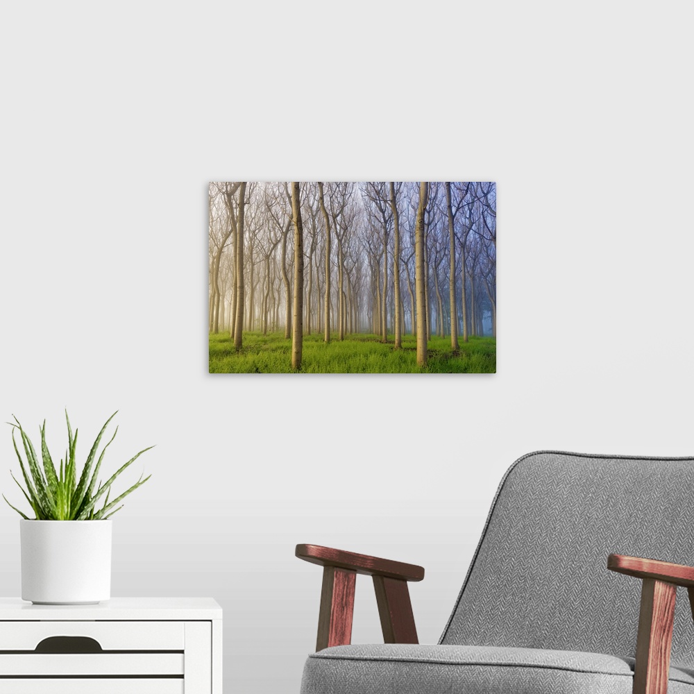 A modern room featuring Morning Of The Forest