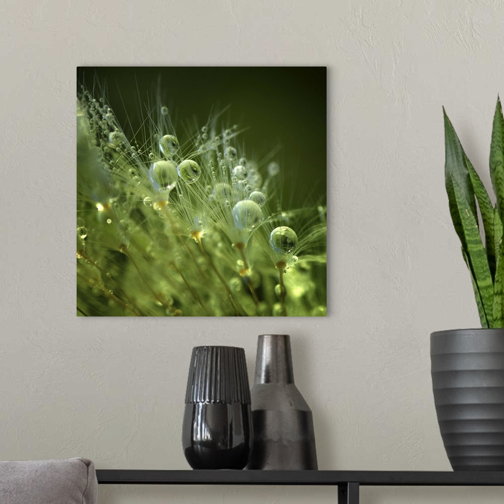 A modern room featuring Macro image of perfectly round dew drops nestled in the grass in the morning.