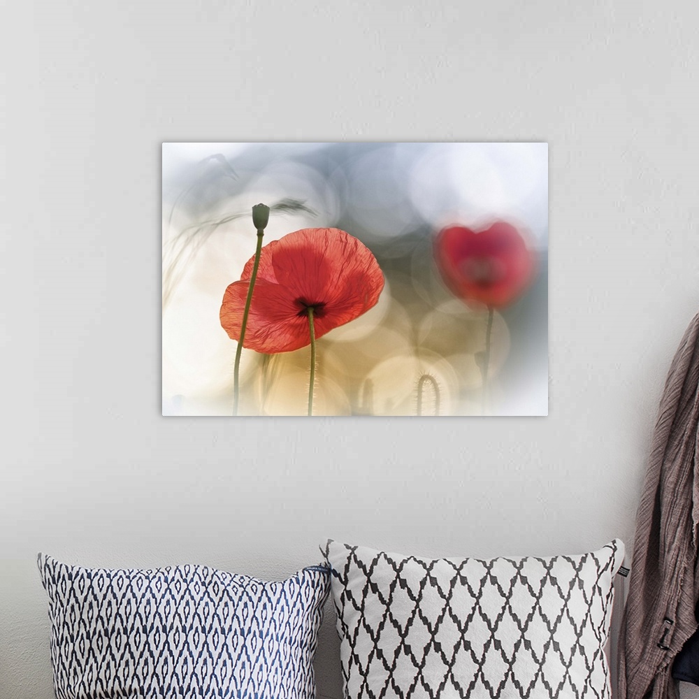 A bohemian room featuring Artist photograph of a red poppy against an abstract background.