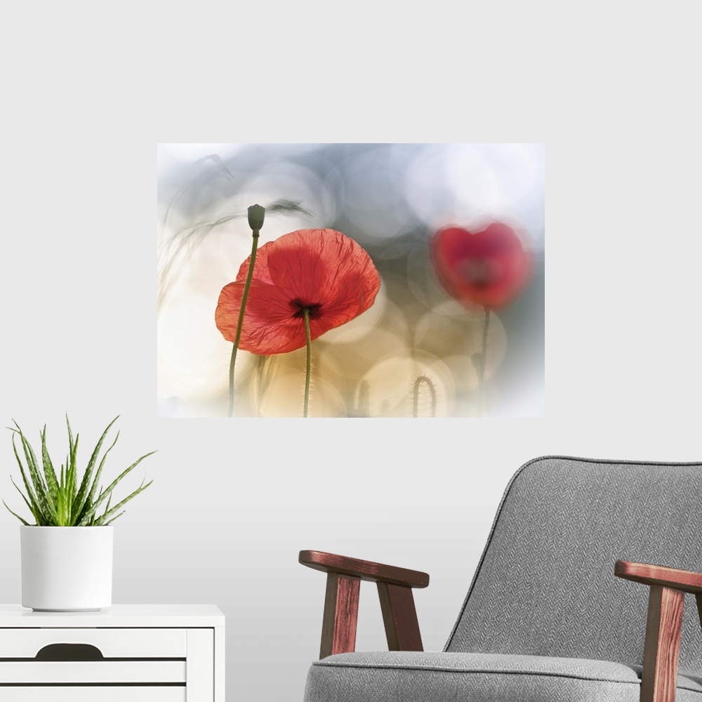 A modern room featuring Artist photograph of a red poppy against an abstract background.