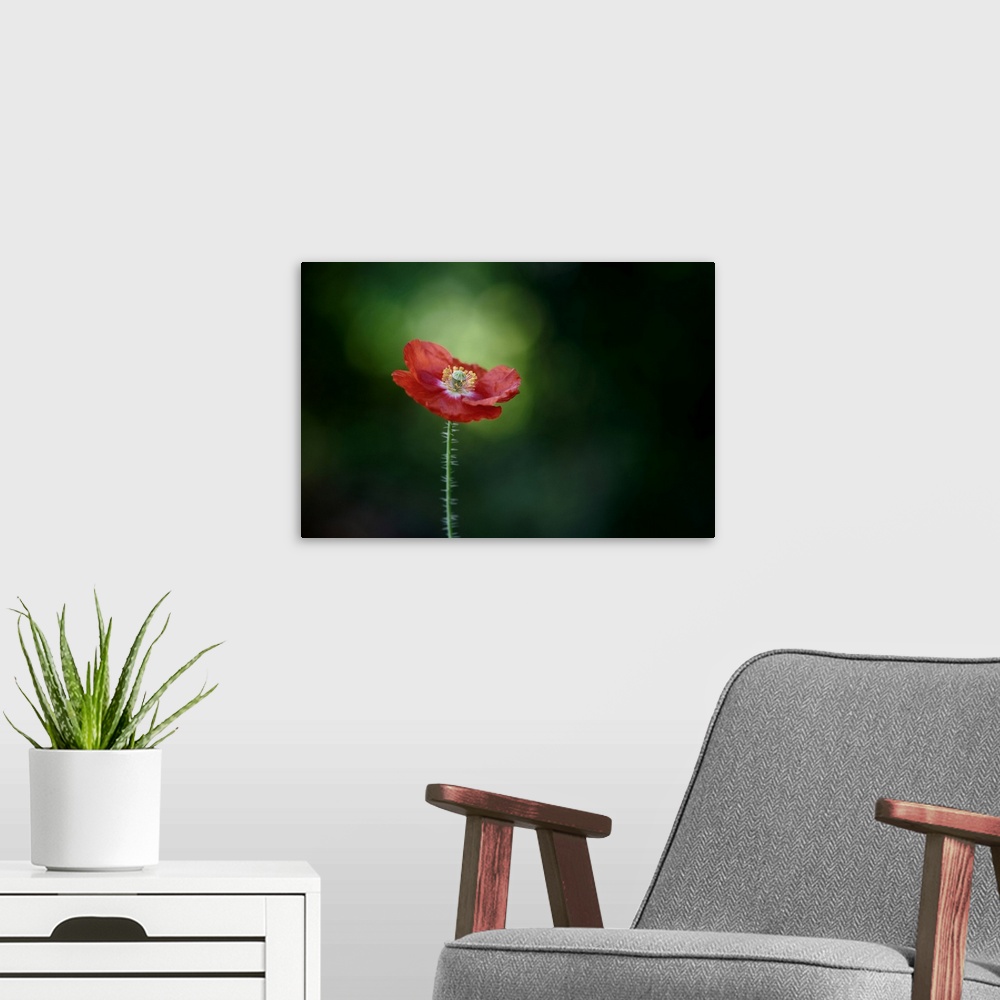 A modern room featuring Morning Poppy