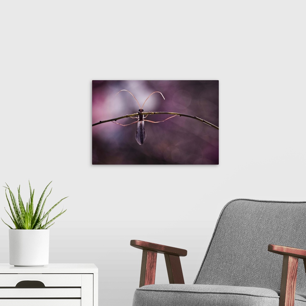 A modern room featuring A winged insect with long antennae hangs onto a thin branch.