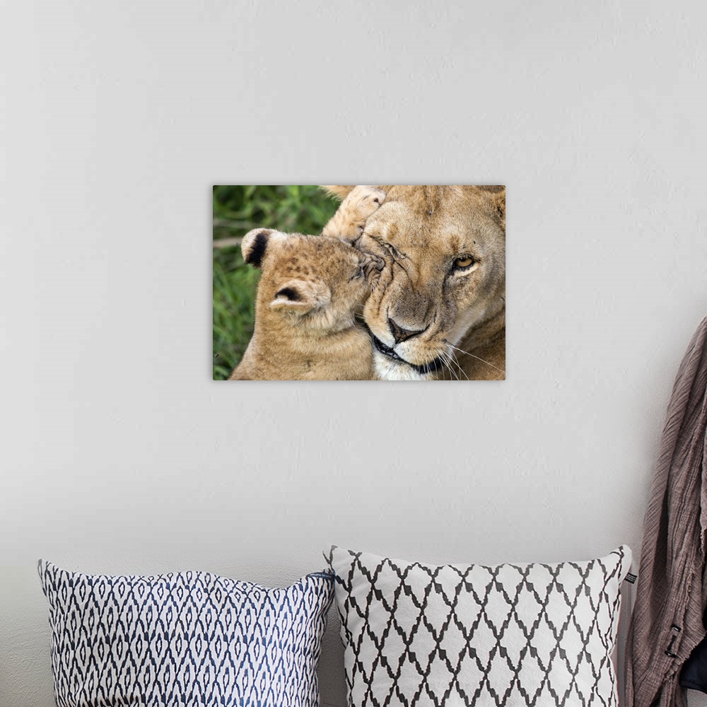 A bohemian room featuring Cute photograph of a lion cub biting and playing with its mother.