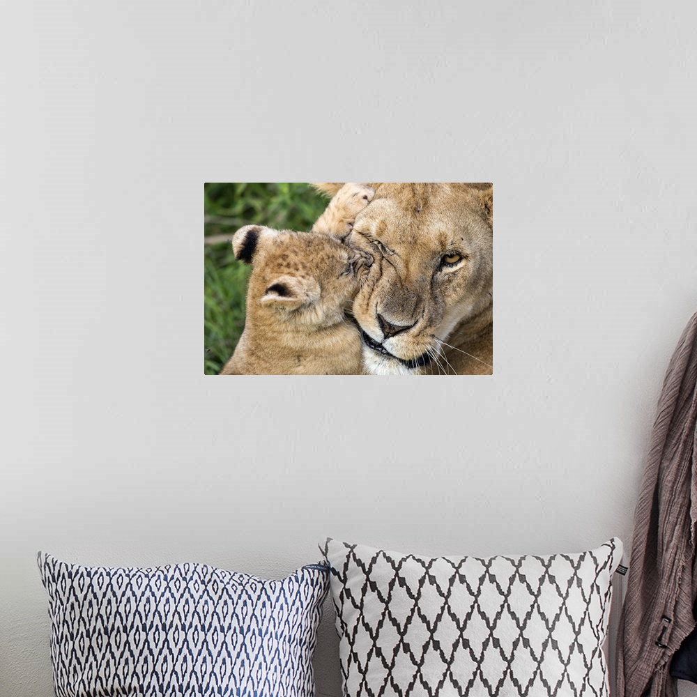 A bohemian room featuring Cute photograph of a lion cub biting and playing with its mother.