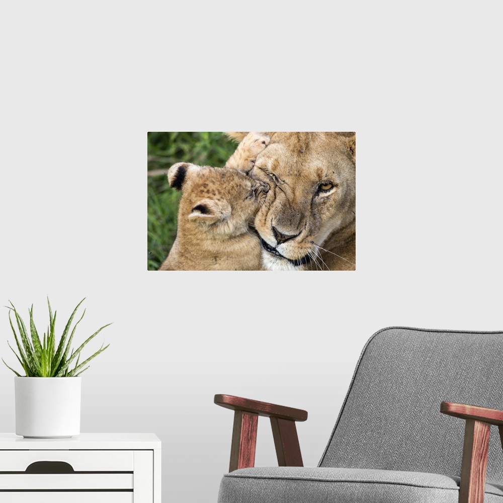 A modern room featuring Cute photograph of a lion cub biting and playing with its mother.