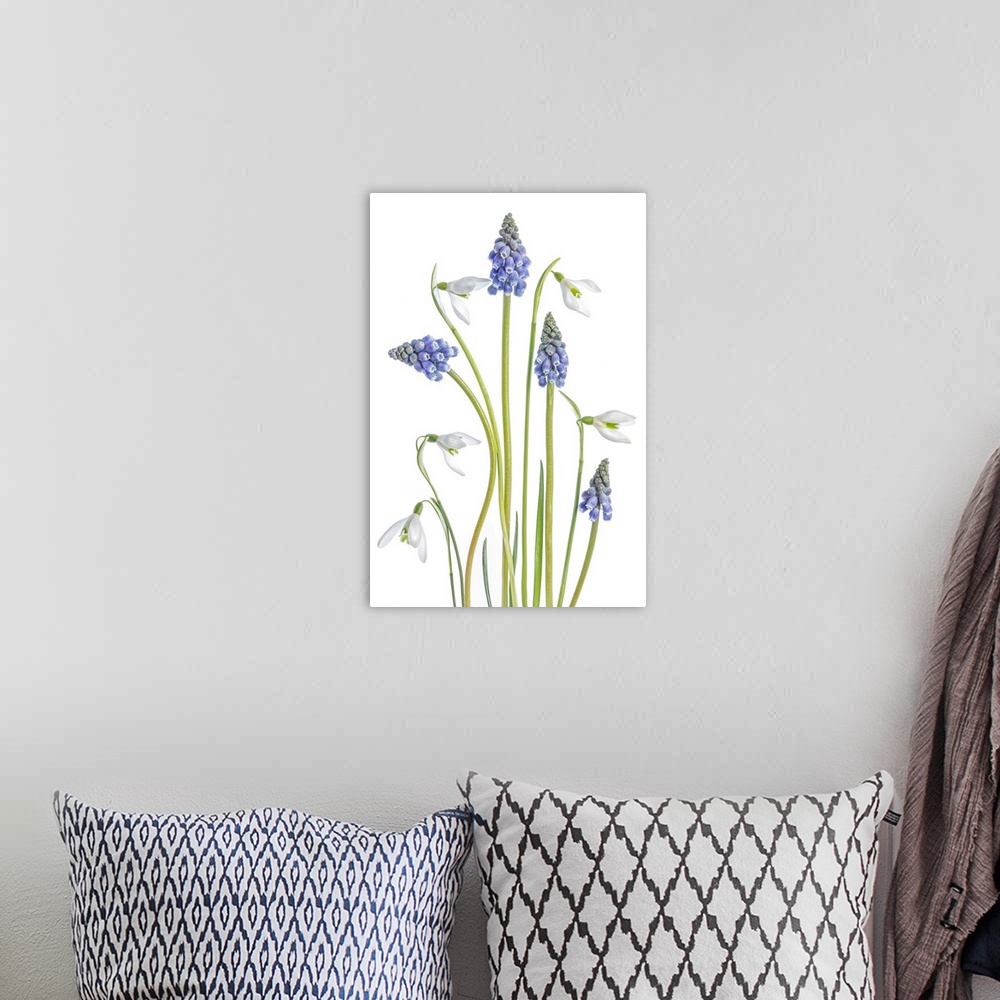 A bohemian room featuring Galanthus and muscari flowers on a white background.