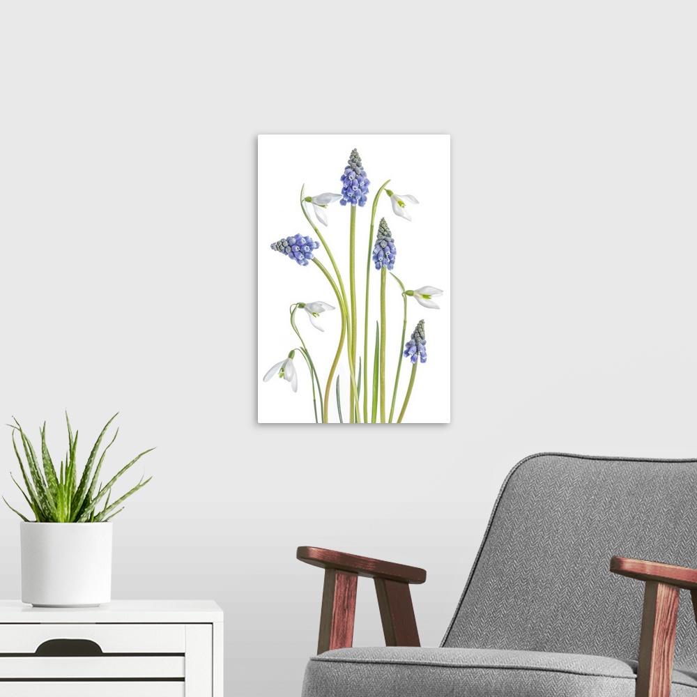 A modern room featuring Galanthus and muscari flowers on a white background.