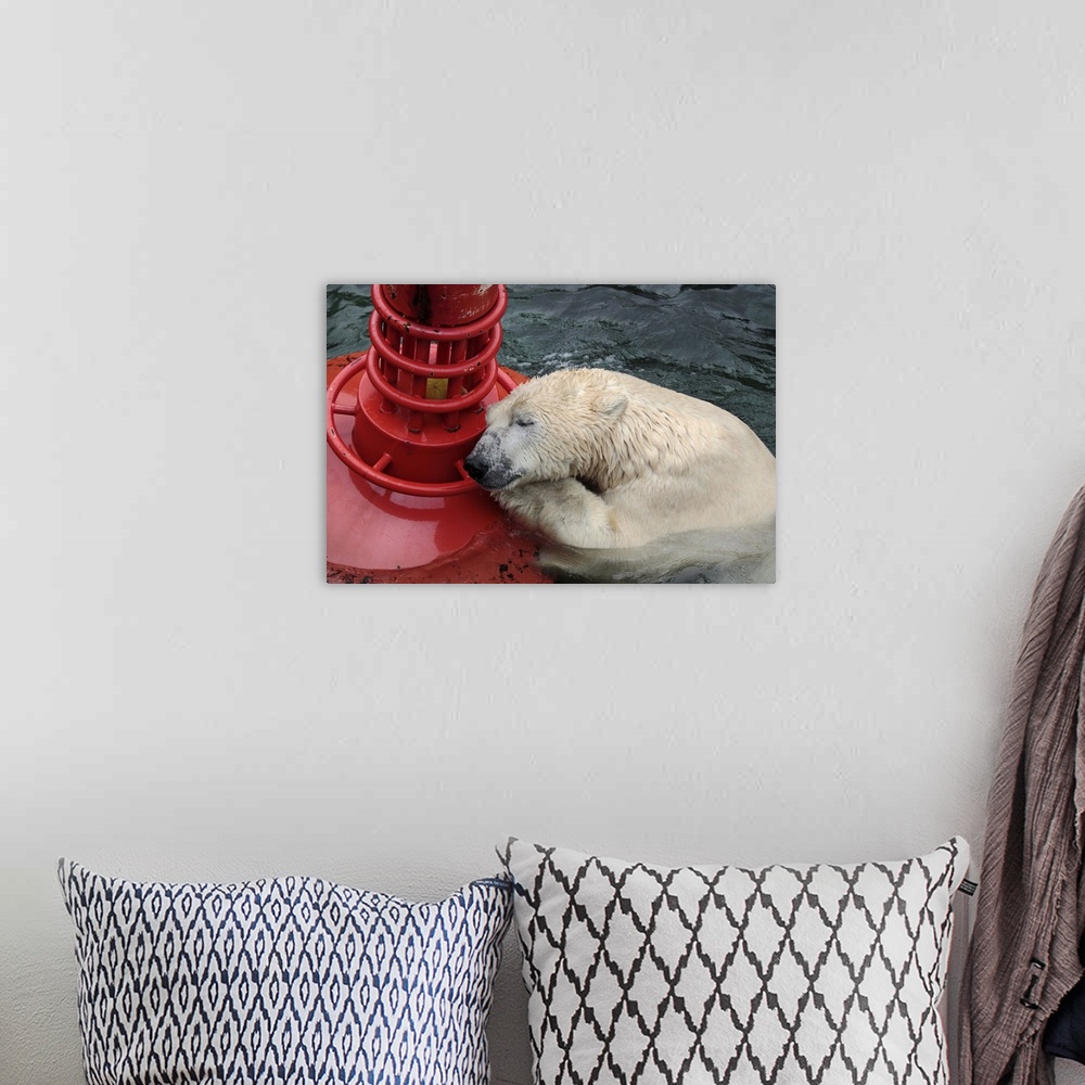 A bohemian room featuring An exhausted looking polar bear rests on a bright red buoy in the water.