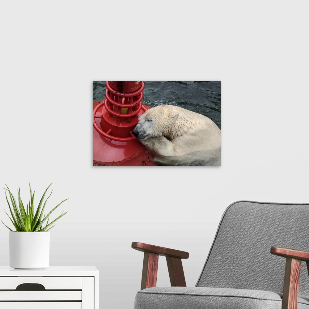 A modern room featuring An exhausted looking polar bear rests on a bright red buoy in the water.