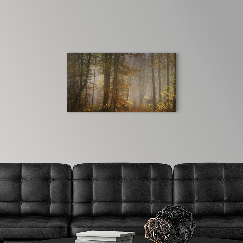 A modern room featuring Path through a misty forest with light from the late afternoon in the fall.