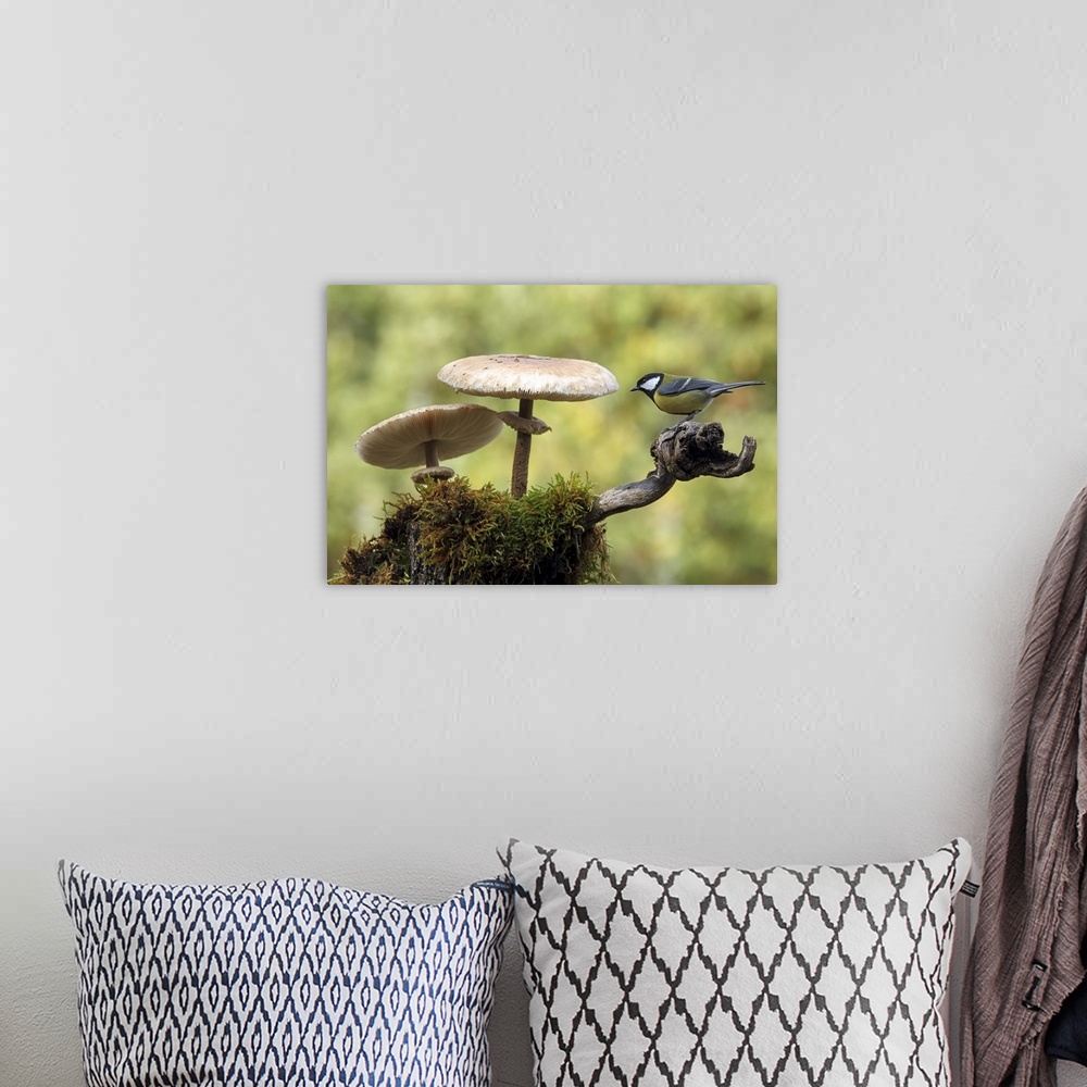 A bohemian room featuring A Great Tit sits on a branch next to two large mushrooms.